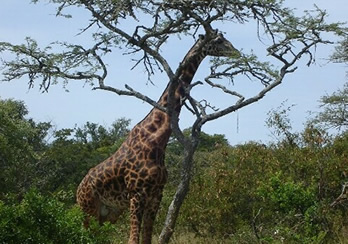 akagera giraffe